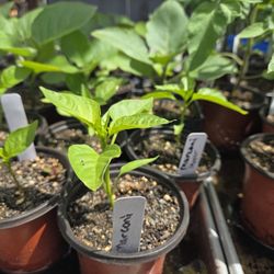 Red Marcoini Pepper Plant Starts
