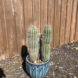 Cactus Plant