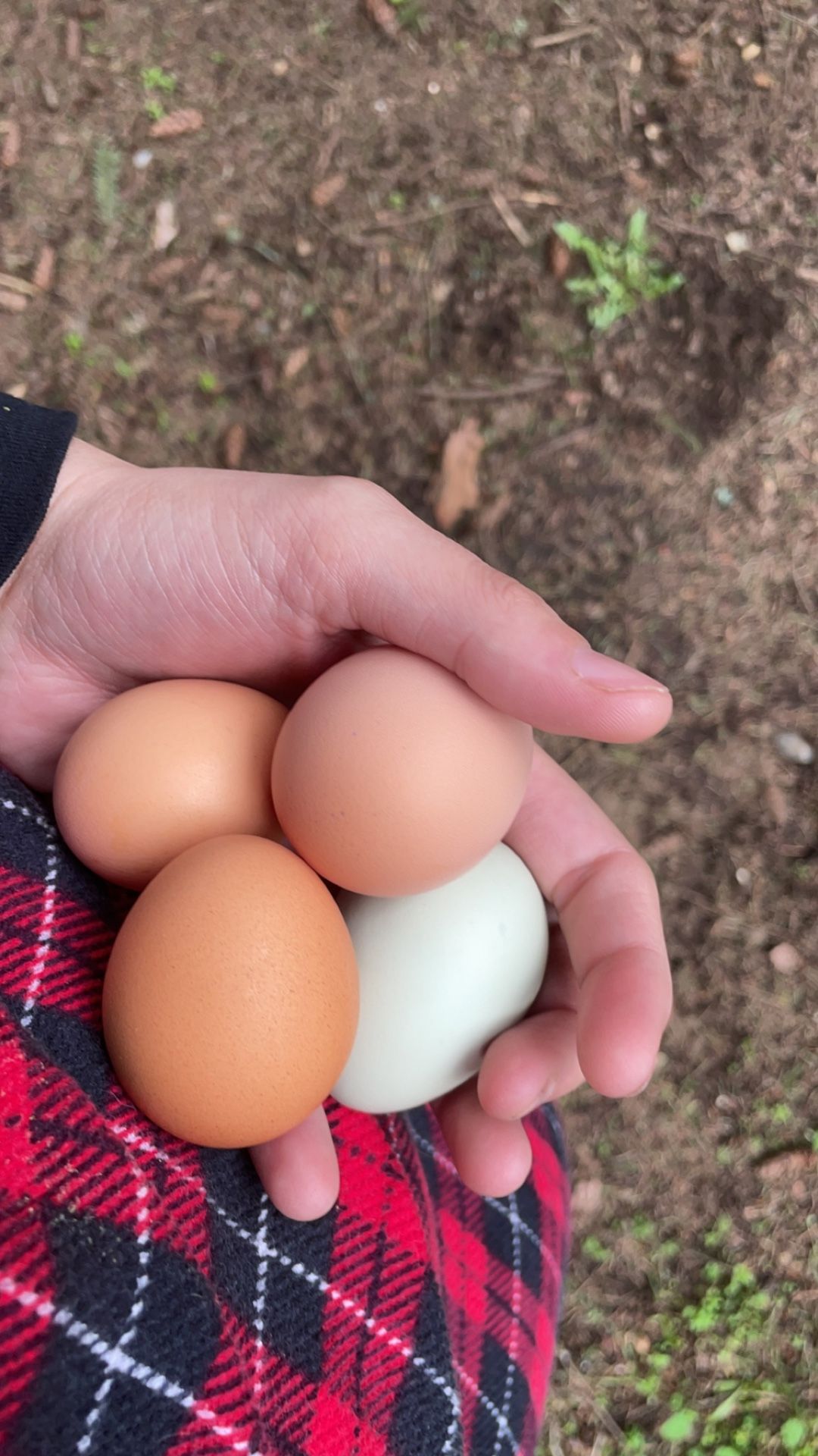 Farm fresh eggs