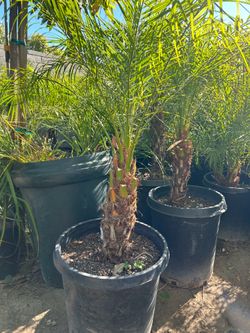 Pygmy date Palm tree
