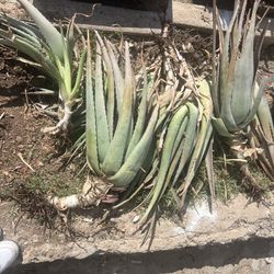 Aloe Vera Plants For Sale