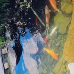 Pond Stocking Decor