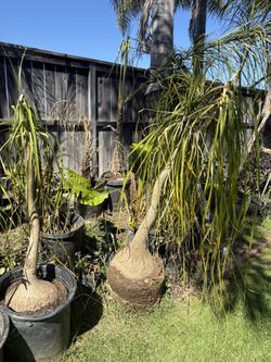 Elephant, ponytail, palm