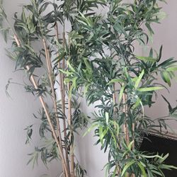 Bamboo Trees 6 And 6.5 Ft 