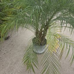 Robellini Palm 7gallones Triple Tronco