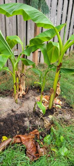 Banana Plants 