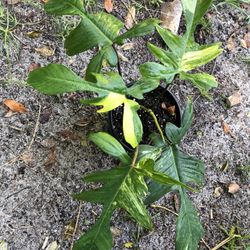 Florida Beauty Philodendron 
