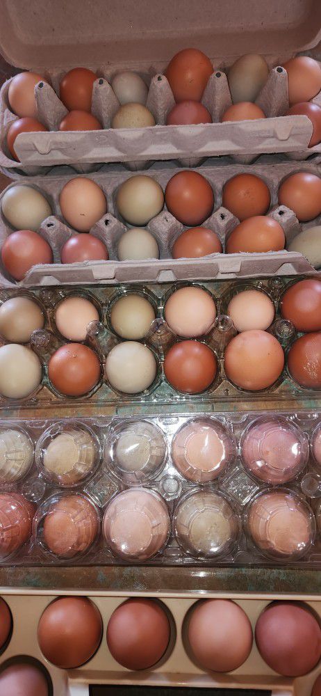 Fresh Backyard Eggs  For Sale 