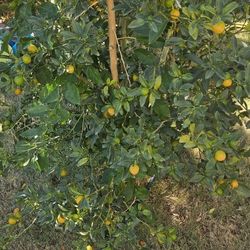 Kumquats