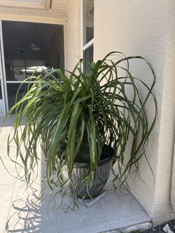 Tall ponytail plant For sale 