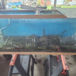 55 Gal Aquarium Tank