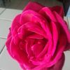 Naty