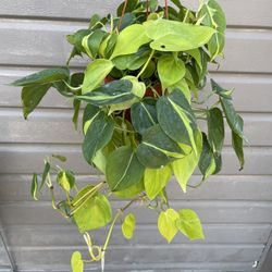6” brazilian philodendron 