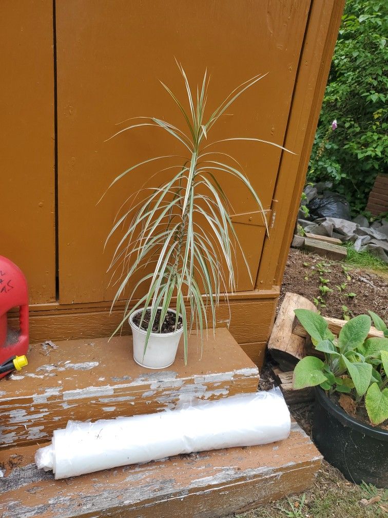 Drecaena House Plant