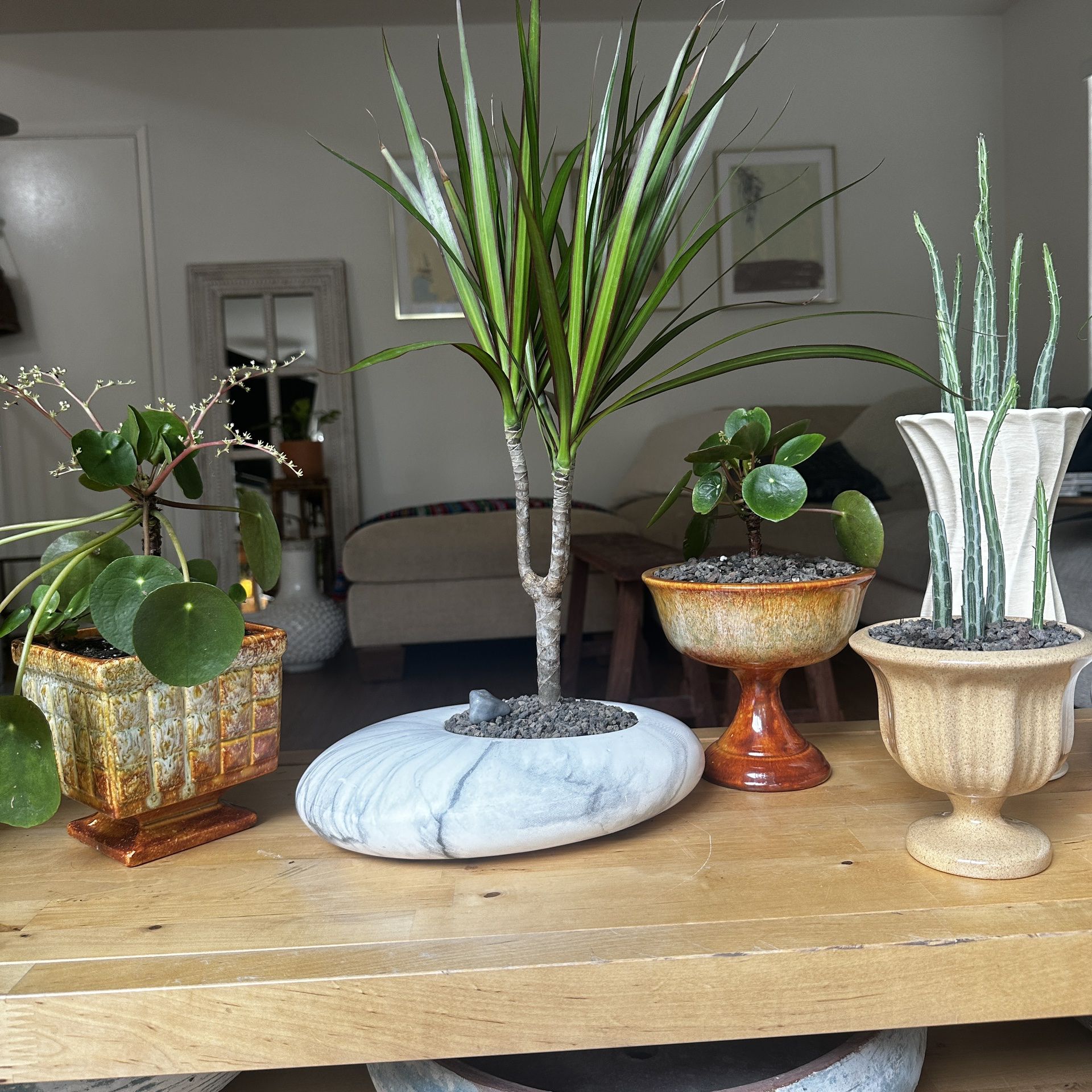 High End Plant Designs In Pots - Houseplants, Trees, Succulents, Cactus (Prices Vary!)