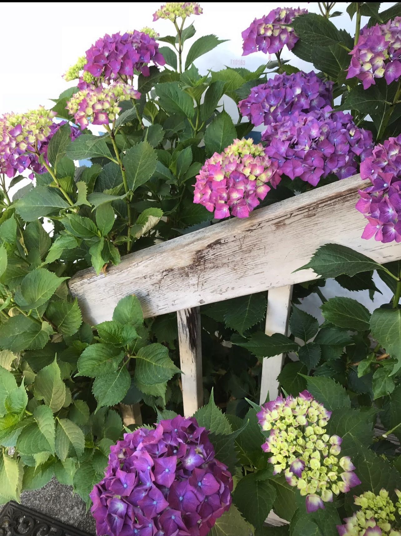 Hydrangea Perennial Plant.