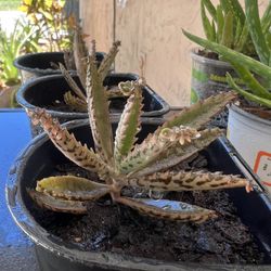 Small Mother Of Thousands Succulent Cactus Plant In Pot