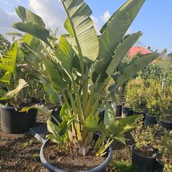Gigante Bird Of Paradise