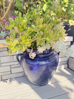 Mixed Succulents In Pot