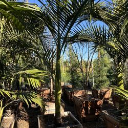 King Palm Tree
