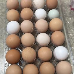 Fresh Eggs