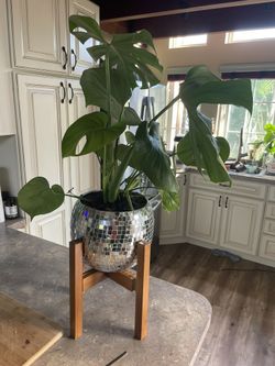 Healthy monstera in a medium/large Disco Ball Planter + Adjustable Wooden Stand