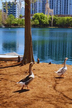 Geese Walking Near Lake Eola 