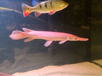 Albino Alligator Gar 20 inch
