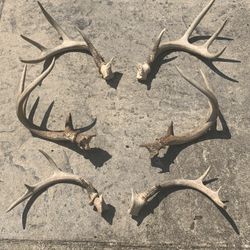 8pt Whitetail Antlers