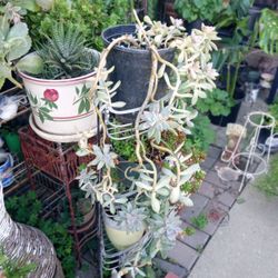 planta de suculentas 