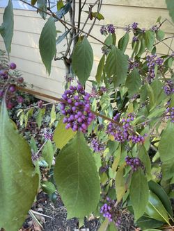 Beautyberry Plant Callicarpa Americana