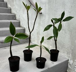 Plumerias 4 Sale