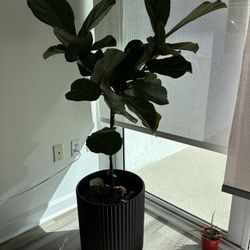 Natural Beauty, Fig Tree 🌴 