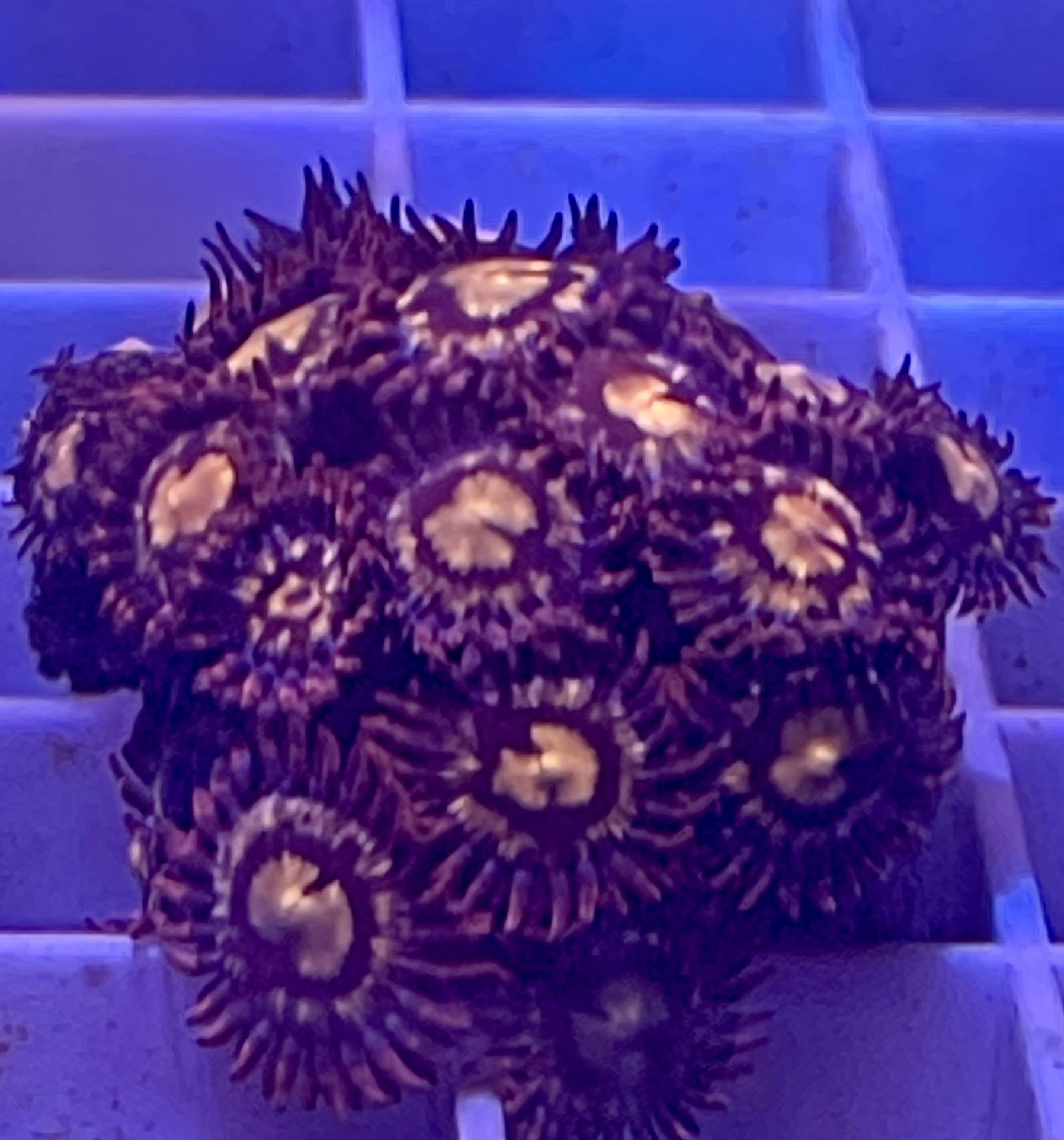 Pink Zoanthid Coral Frag