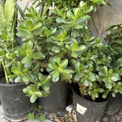 Big Jade Plants Succulents (only $30)
