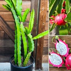 Dragon Fruit Plants ( 2-3' ft. Tall ) 🐉🍓