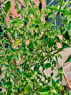 Thai mini hot Chilli plants
