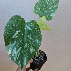 4" Thai Con Monstera (B)