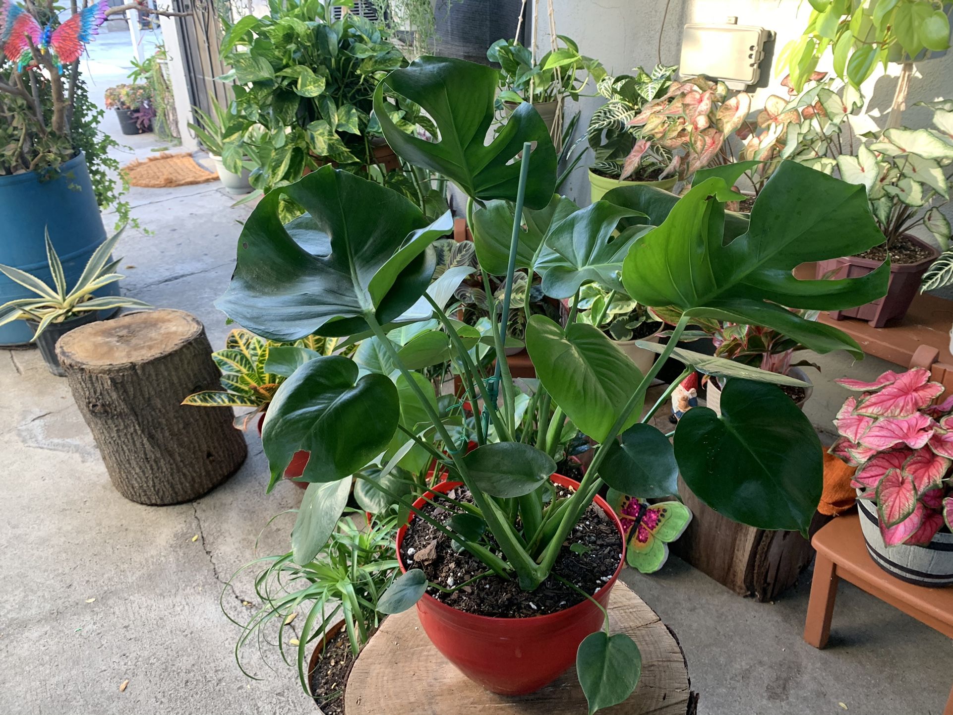 Monstera Deliciosa Indoor Grande