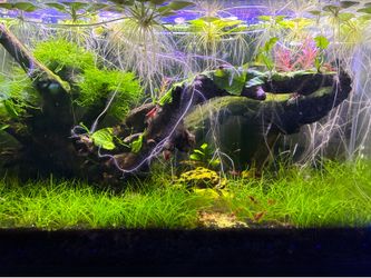 Aquarium plants and shrimp!