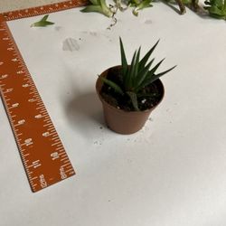Small Succulent In Planter