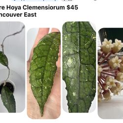 Hoya Clemensiorum Rare Plant