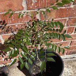 Curry Leaf Plant mature Tall And  Bushy