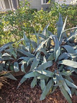 Agaves For  2 , 3 Abd 4 Each.  Not In Pot