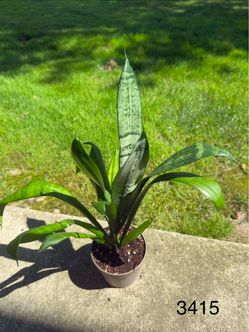 Sansevieria ‘Moonshine’ / ‘Sayuri’ Snake Plant