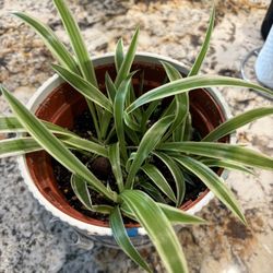 Snake Plant 