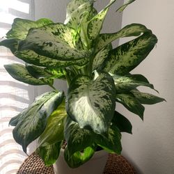 Plant for inside!   Please 