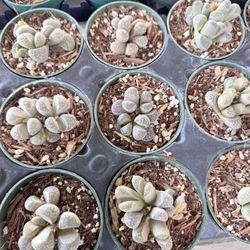 Lithops $5 Each