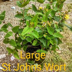 Plants For Sale! Some Of The Succulent Selection