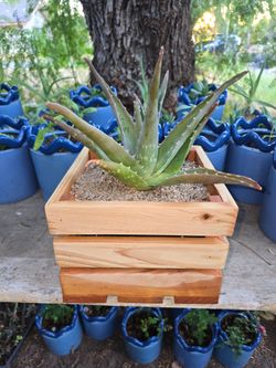 🌱 Custom hand built 9" Cedar Planter